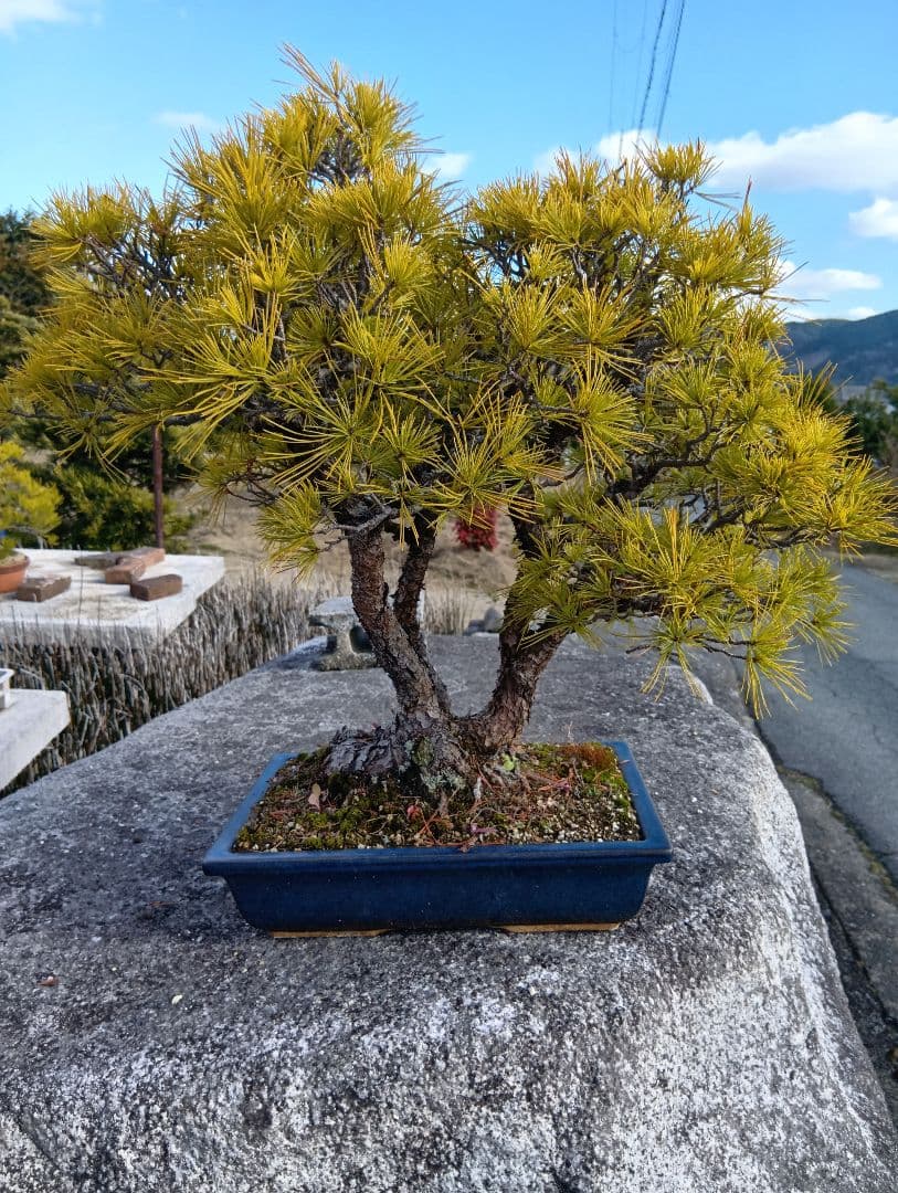 五葉松（かなり年数持ち込み古い） 初めでの五葉松。こうなったらもう手だてはありませんか？｜園芸相談