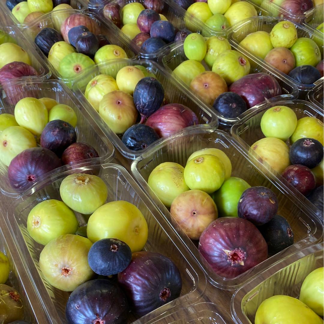 【専用】挿木苗 イチジク