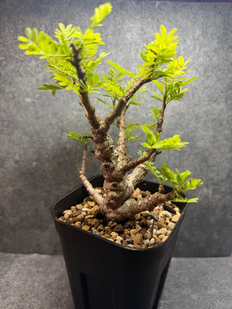 センナ メリディオナリス 海外実生 発根済み N23 - メルカリ