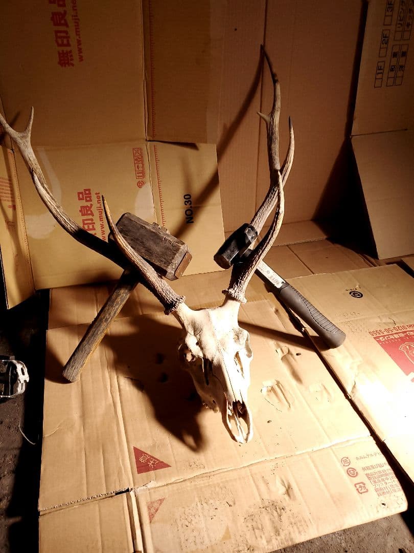 鹿　の　とうこ　つ