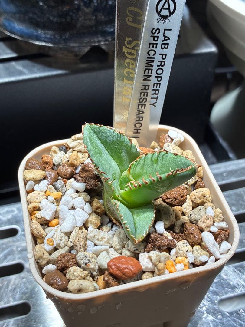 t*i様 アガベ cjspecial 大白鯊 ホホジロザメ 子株 ⭐︎タグ付き