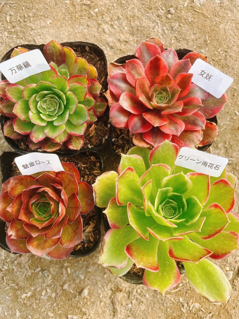 A16 多肉植物 アエオニウム 抜き苗 4種セット - メルカリ