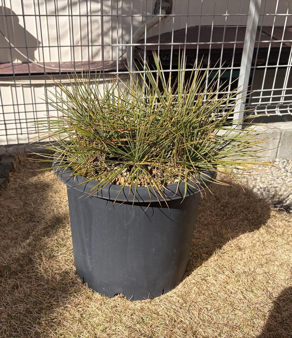 ぼの(引取限定) ユッカ リネアリフォリア Yucca 多頭 11ヘッド