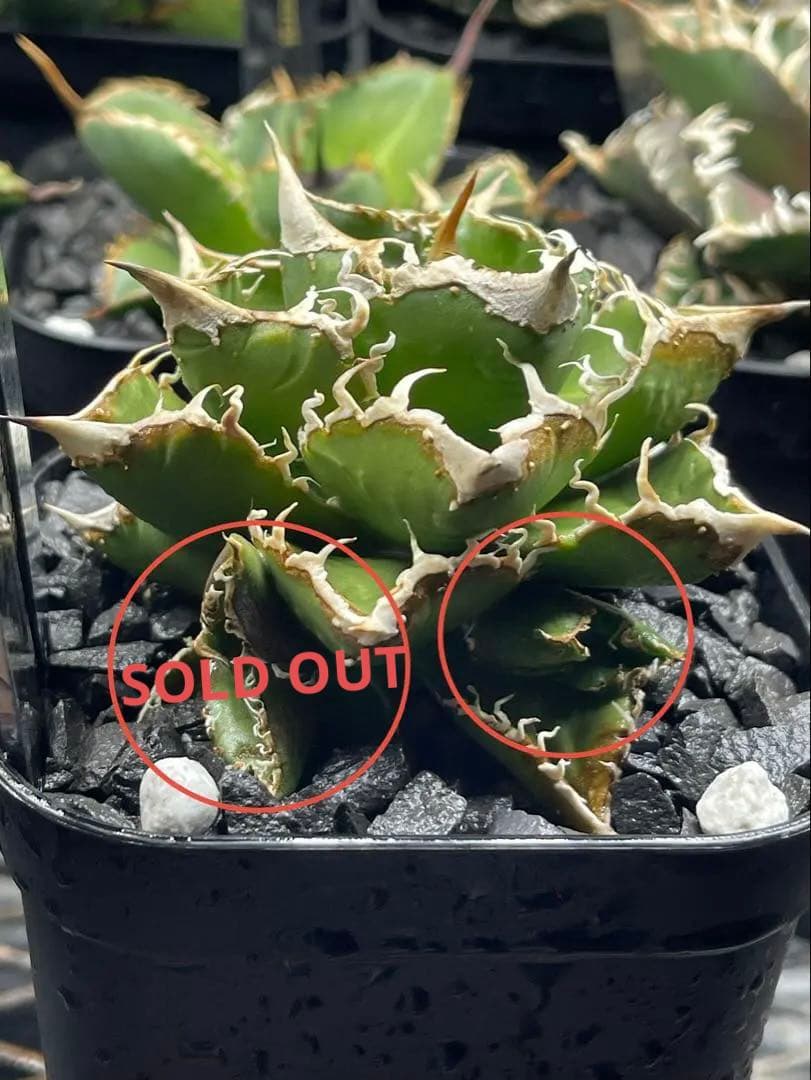 Agave Titanota Meteor \