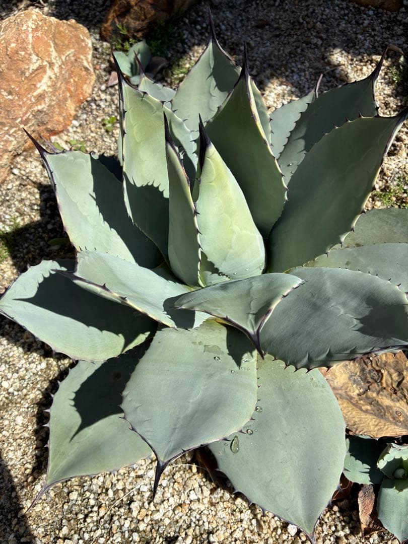 3株セット アガベ 吉祥天 パリー トランカータ ホーチエンシス - メルカリ