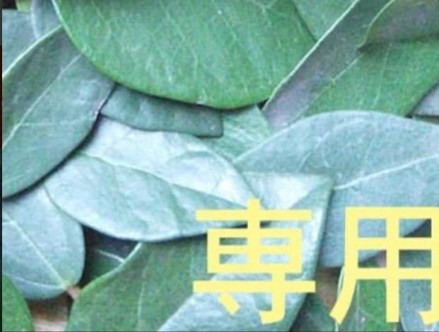 19日17時半迄 リピート【April.様】専用 ドテラ Fc Cs 15ml