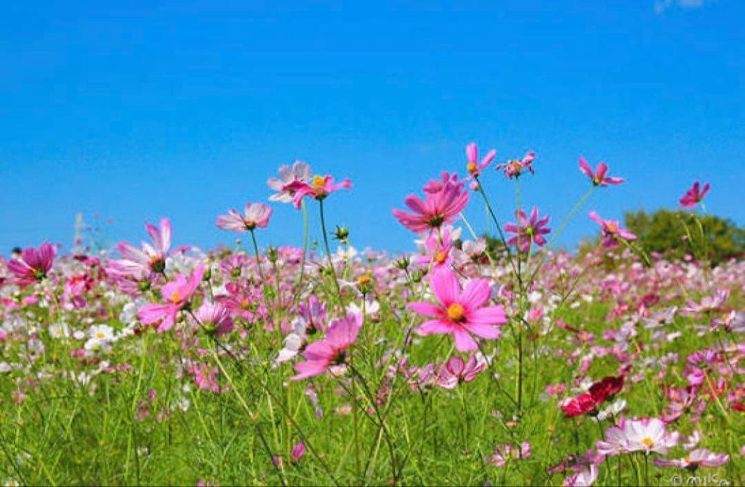 たこも moz モズ ホットプレート EF-LC32 通販 たこ焼き器 平面 焼肉 たこ焼き