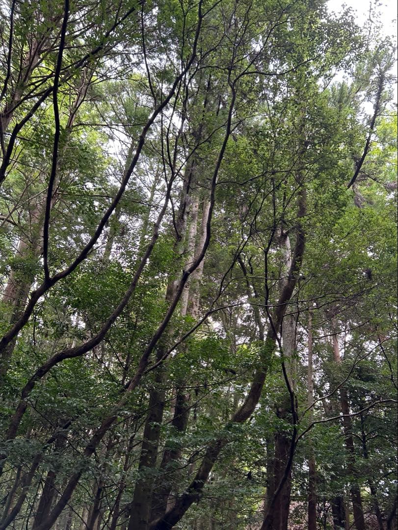 ミルボンオーダー