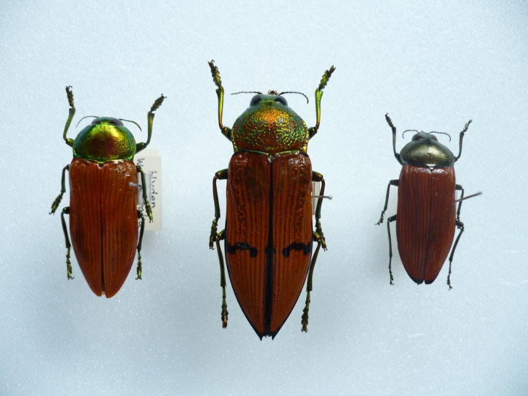 O*ん様 オーストラリアの ムカシタマムシ 3種セット 虫よけグッズ おにやんま君 【ストラップタイプ】(縦約10cm×横約13cm