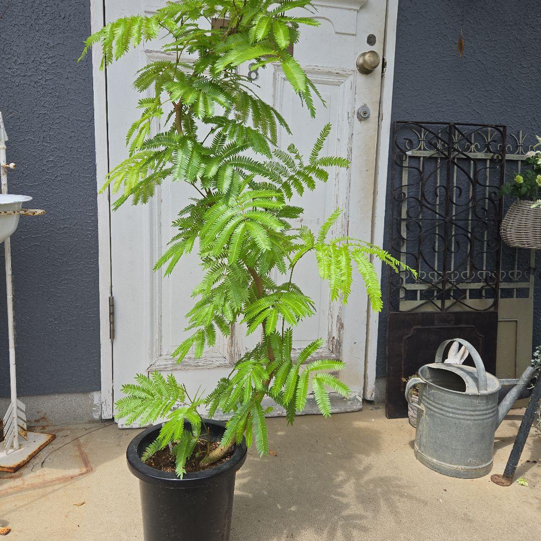 ③ エバーフレッシュ曲がり仕立て 8号 特大苗木最高等級極上品‼️