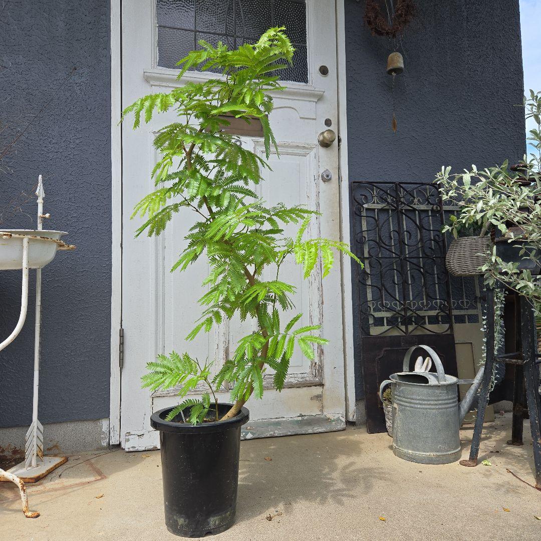 ③ エバーフレッシュ曲がり仕立て 8号 特大苗木最高等級極上品‼️