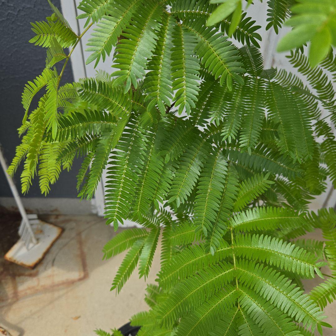 ③ エバーフレッシュ曲がり仕立て 8号 特大苗木最高等級極上品‼️