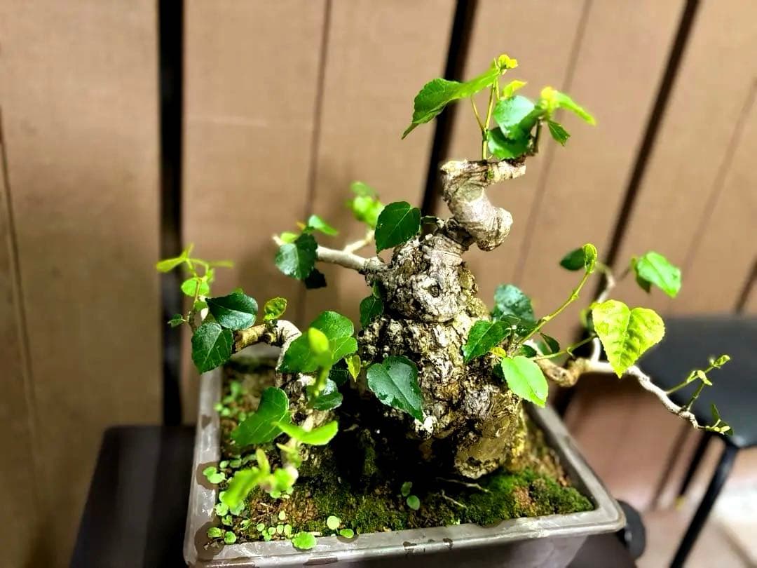 オオハマボウ　盆栽　良株　太幹　琉球盆栽　塊根植物