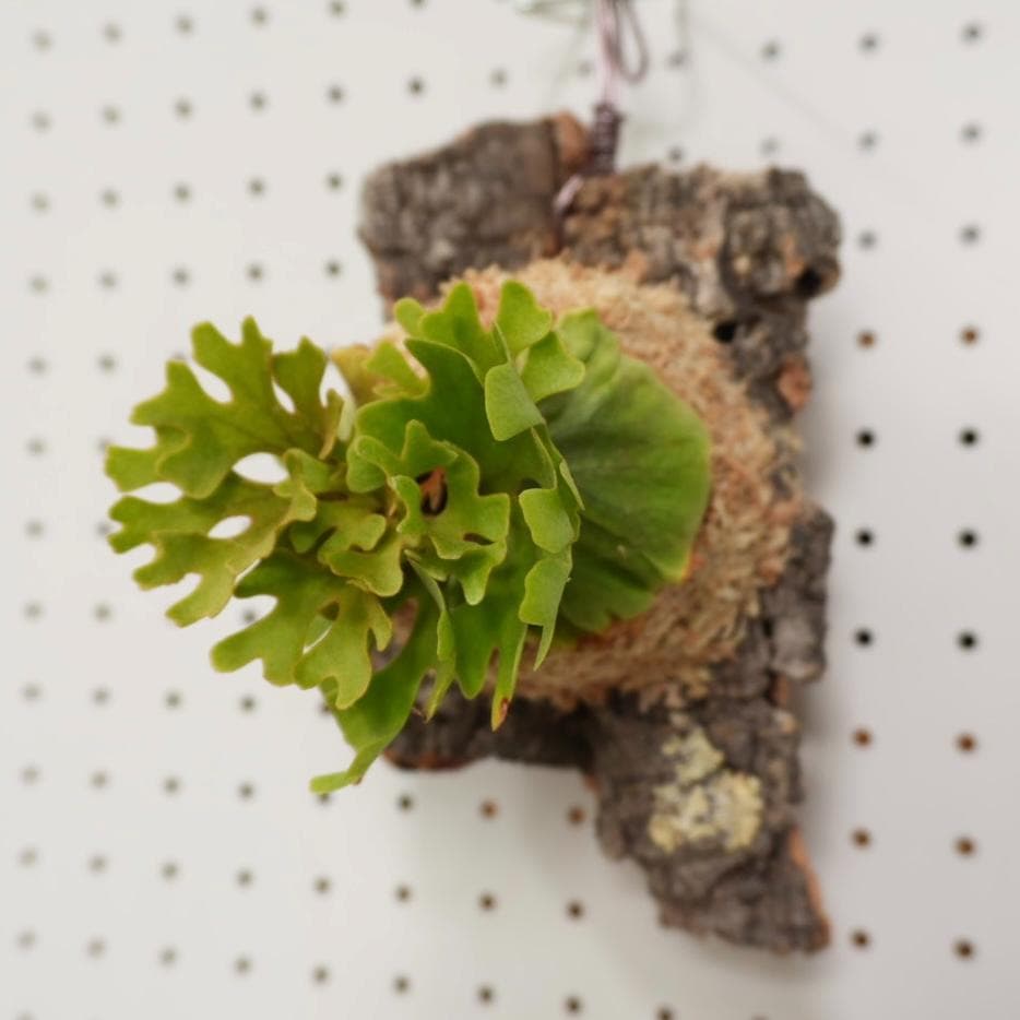 ビカクシダ リドレイ ドワーフ シルバー 小株 R-10 - メルカリ