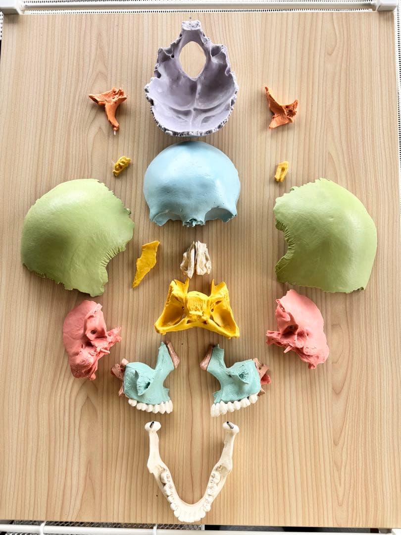 頭蓋骨　ドイツ3B社 模型 Amazon.co.jp: 頭蓋骨模型，可動型の頚椎付き - 頭蓋，頚椎付，4分解