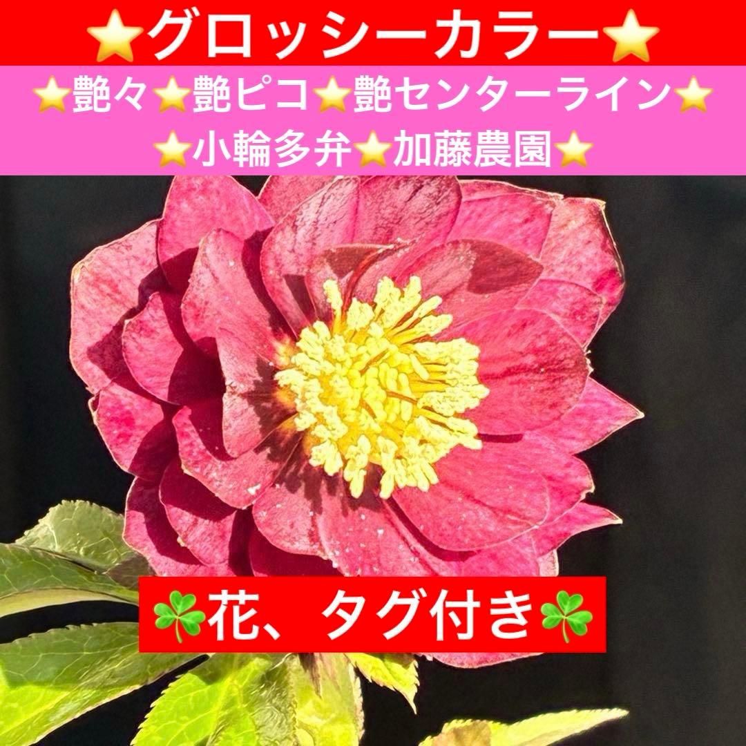 の*ん様 3431☘️花、タグ付☘️グロッシーカラー⭐️艶々⭐️艶ピコ⭐️艶セン