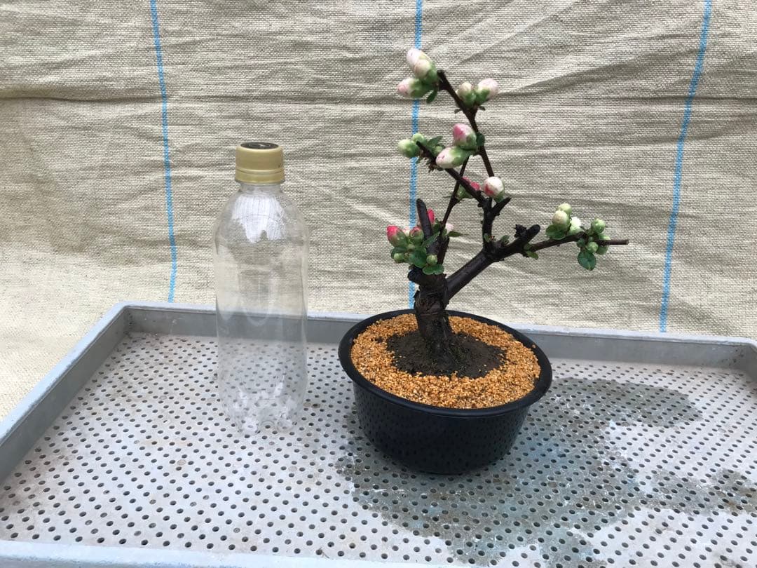 木瓜(ボケ)・放春花 越の翼 5寸(咲分け保証品)② - メルカリ