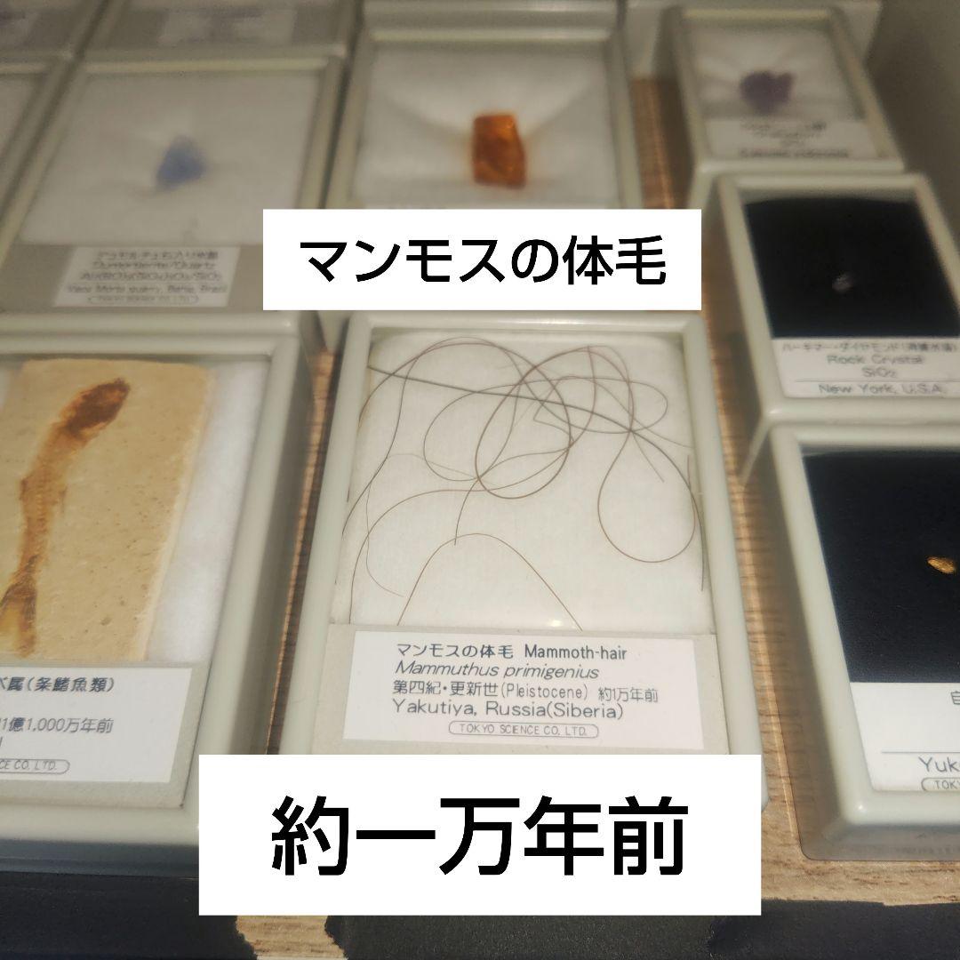 約一万年前のマンモスの体毛 Amazon | SCIENCE 化石標本Woolly Mammoth Hair「マンモス 実物の体毛