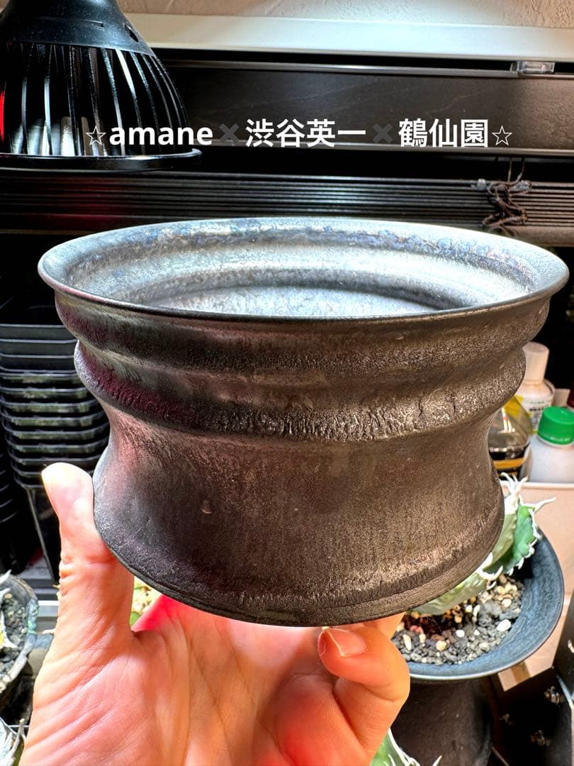 amane ⭐︎amane✖️渋谷英一✖️鶴仙園⭐︎opus シリーズ