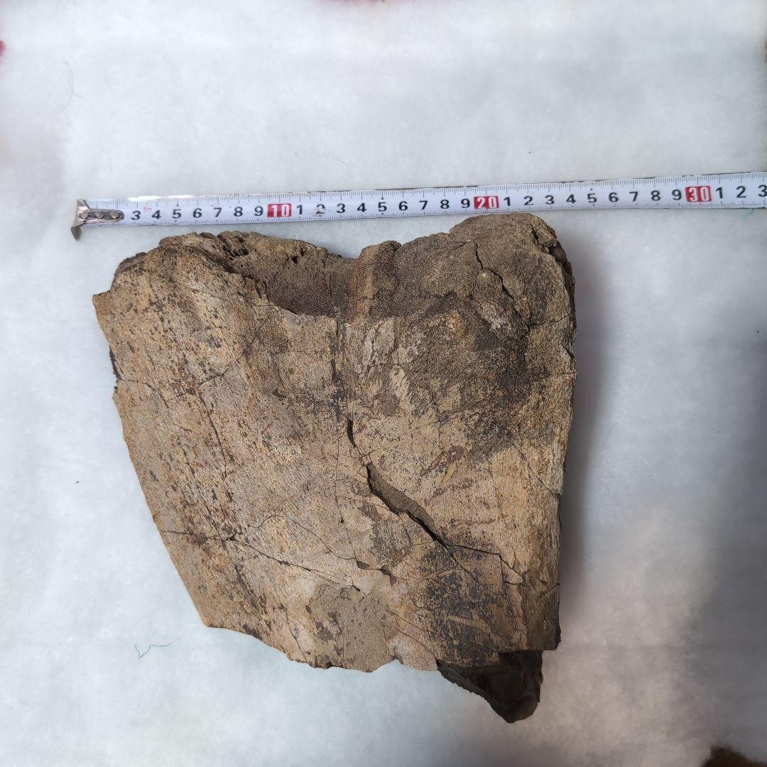 本物特大　博物館級　恐竜　ハドロサウルスの脛骨　化石　モンタナ　ネームプレート付