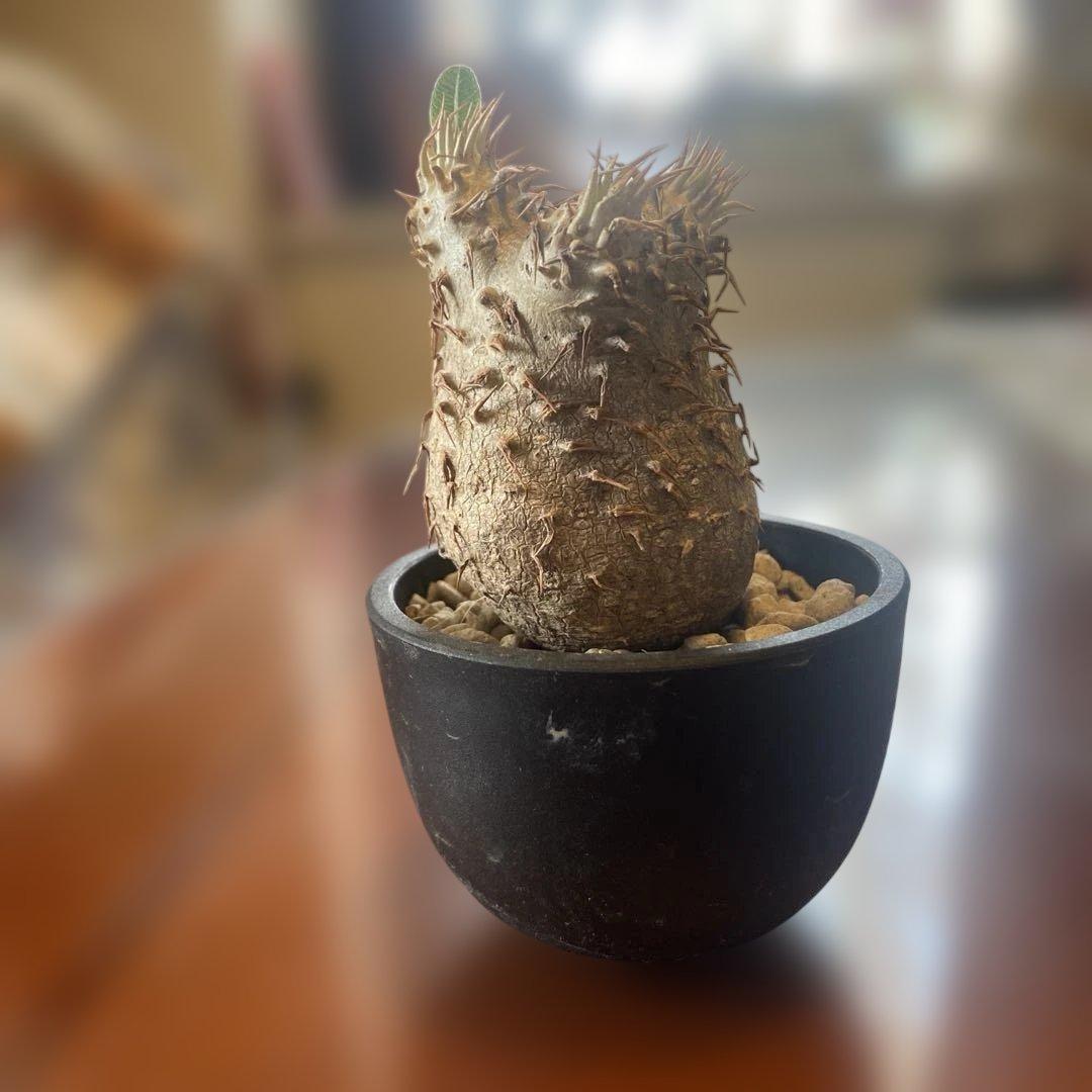 希少 チビグラキリス 現地球 発根済