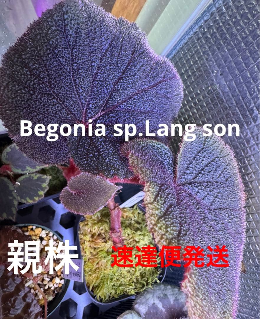 Begonia sp.Lang son ベトナム 原種ベゴニア 増殖美株 - メルカリ