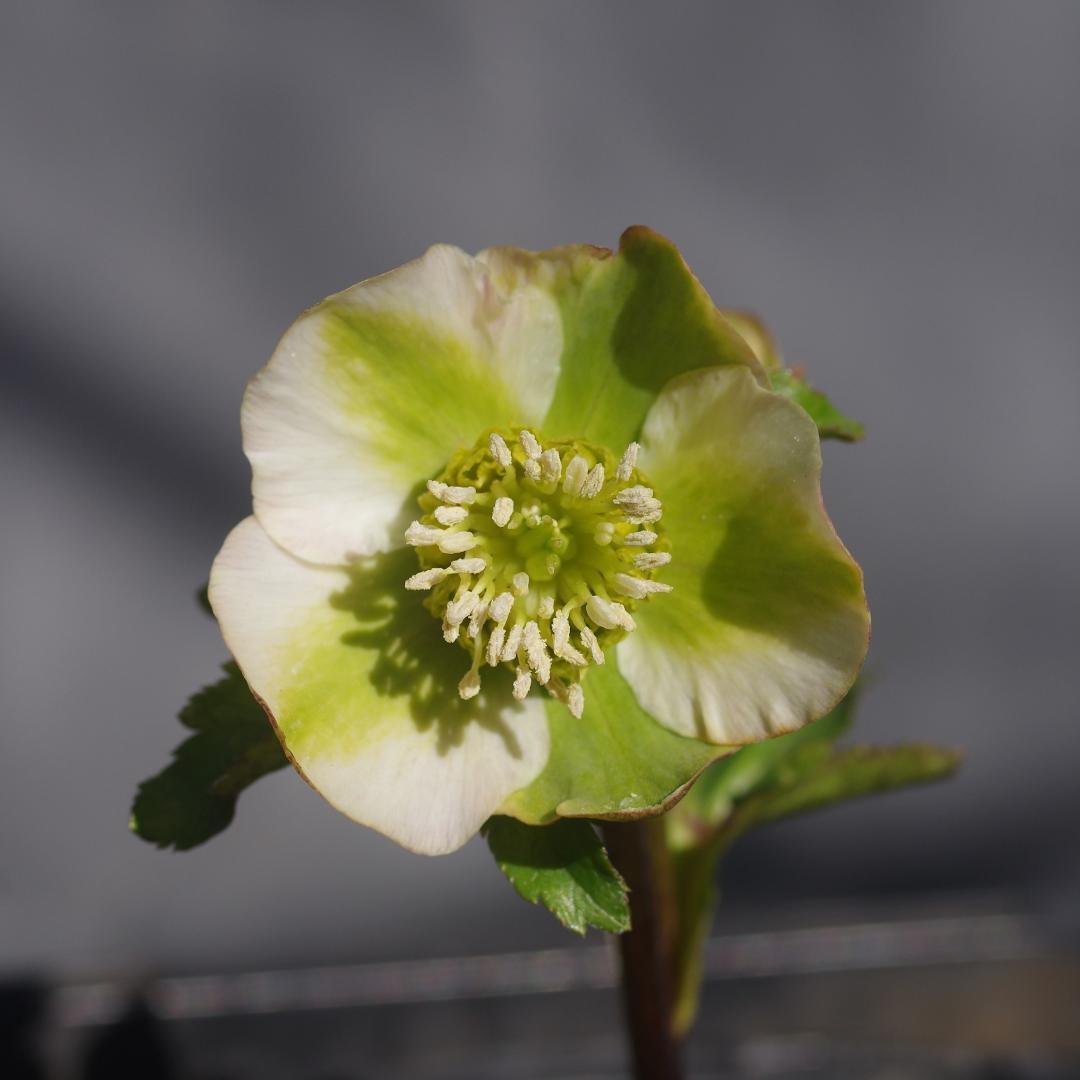 山野草 フタバアオイ(双葉葵)、80株以上。那須産。H！