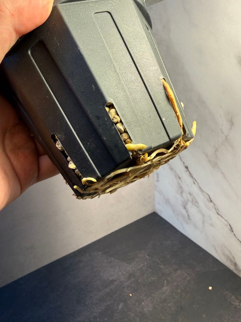 アガベ [グリフィン Griffin]｜匿名配送・鉢ごと発送・イラン株 - メルカリ