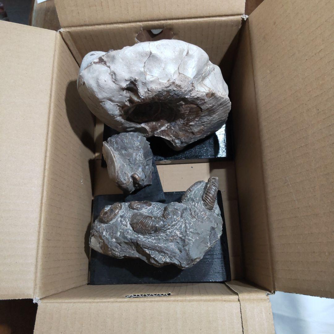 2026年新春 北海道アンモナイト化石の福箱＋知識資料4点 その1