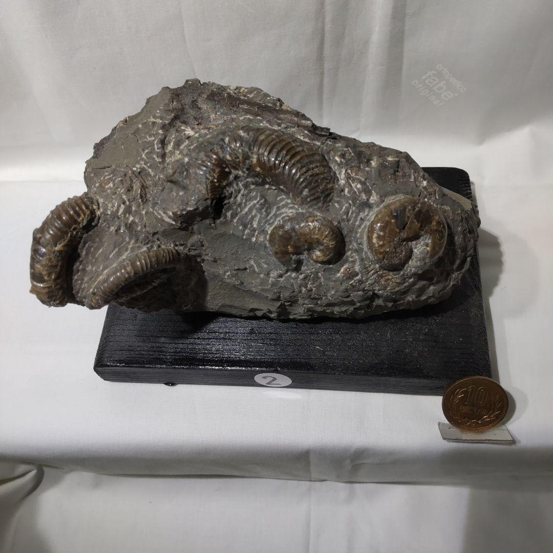 2026年新春 北海道アンモナイト化石の福箱＋知識資料4点 その1