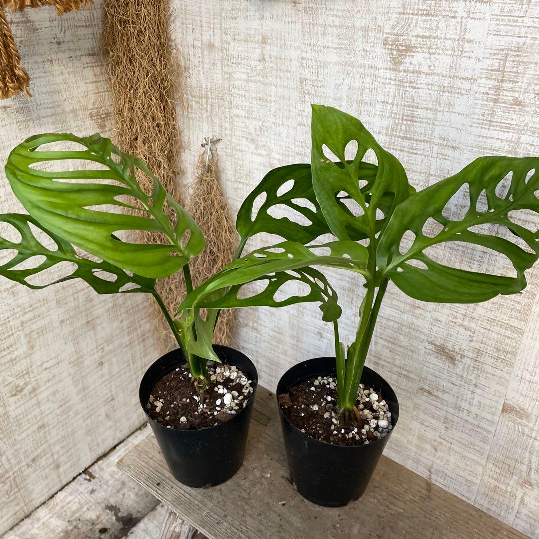 大特価！レア！2鉢価格！モンステラ　エスケレート　苗　苗木　観葉植物　鉢植え