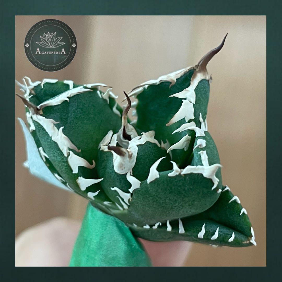 【REZA産】イラン株　選抜　アガベ　　NOVA ノヴァ　12月便 アガベ ノヴァ NOVA 子株 イラン株 - メルカリ