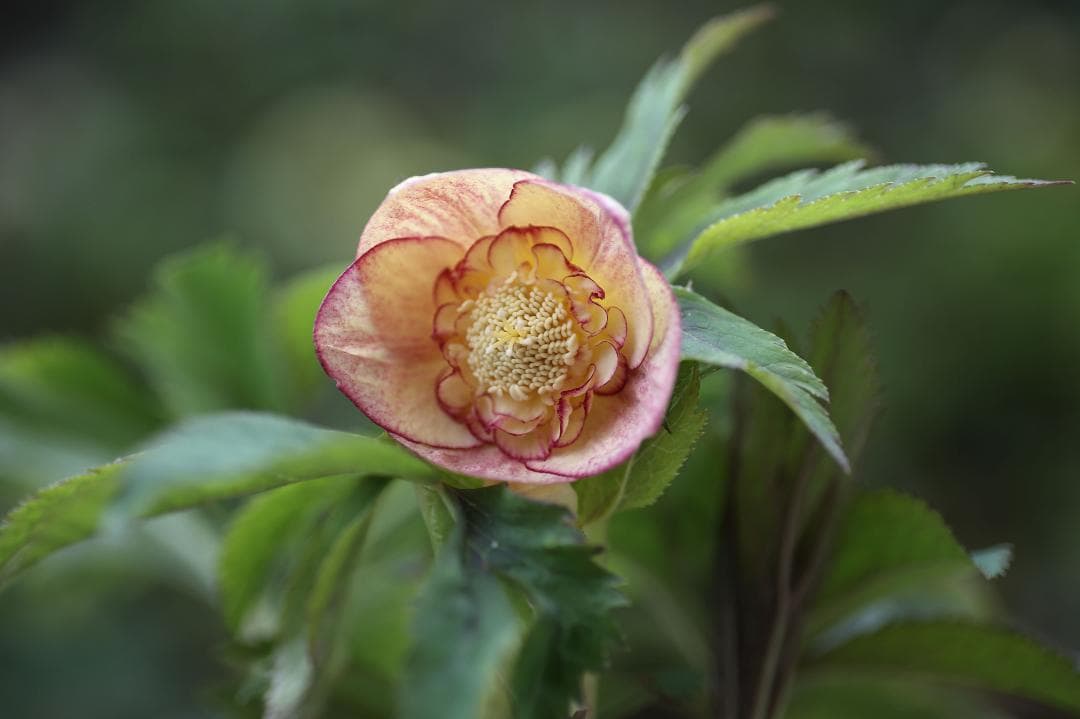 東京五輪2020 「新春セール」クリスマスローズ 小苗 SD蜃気楼 セルフ