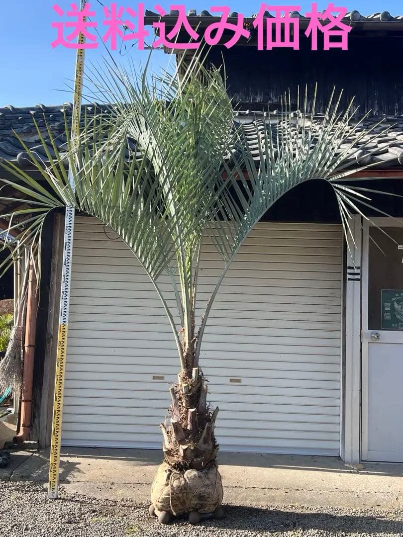 ココスヤシ 極上極太シルバーリーフ カルフォルニアスタイル 送料込み