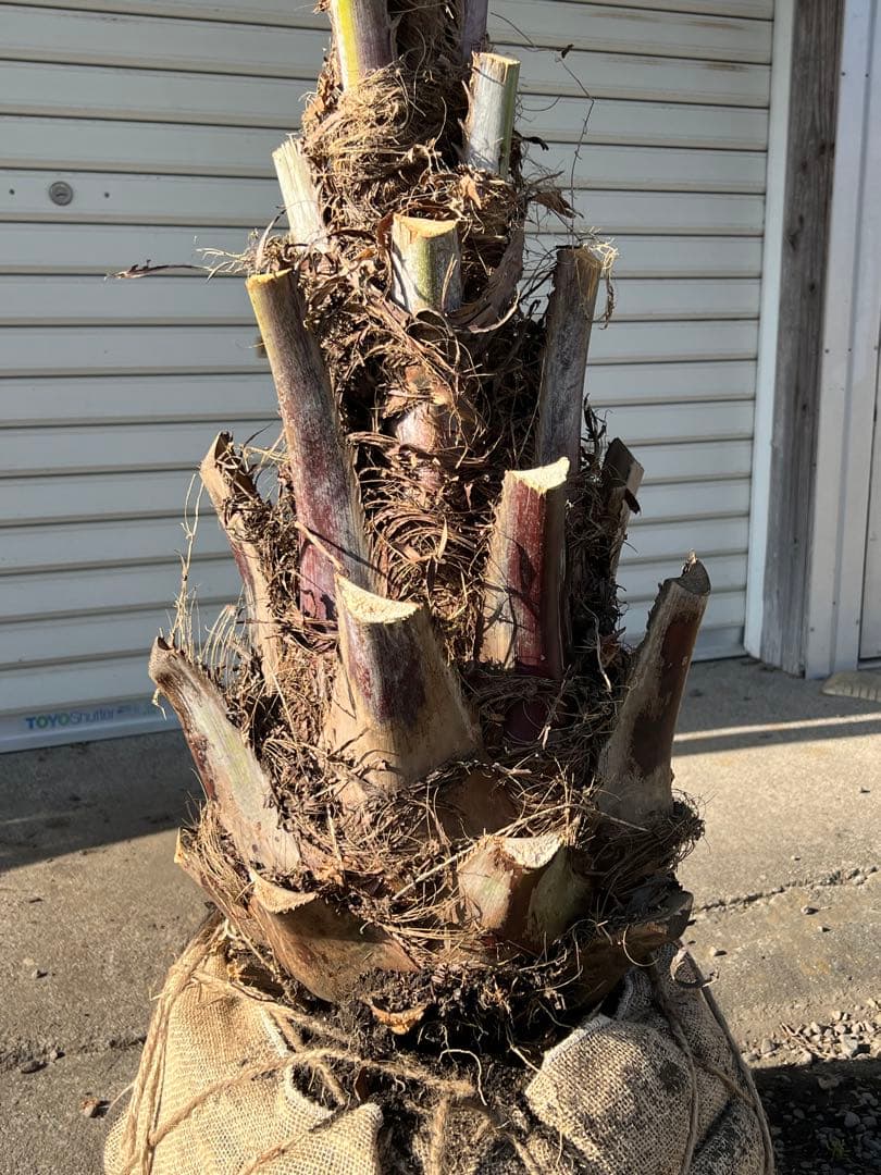 ココスヤシ 極上極太シルバーリーフ カルフォルニアスタイル 送料込み