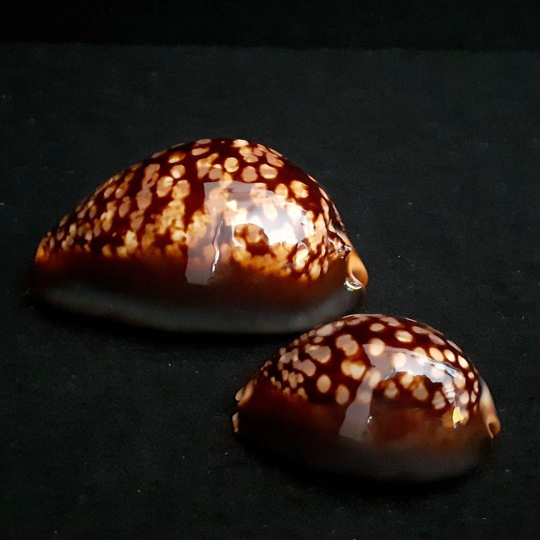 タカラガイ ハチジョウダカラ 大型と矮小型（dwarf）の2個セット 貝