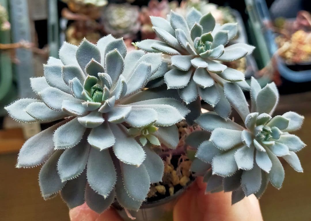 小人の渚 ミックスベリア おらいさん 土付き発送 多肉 - メルカリ