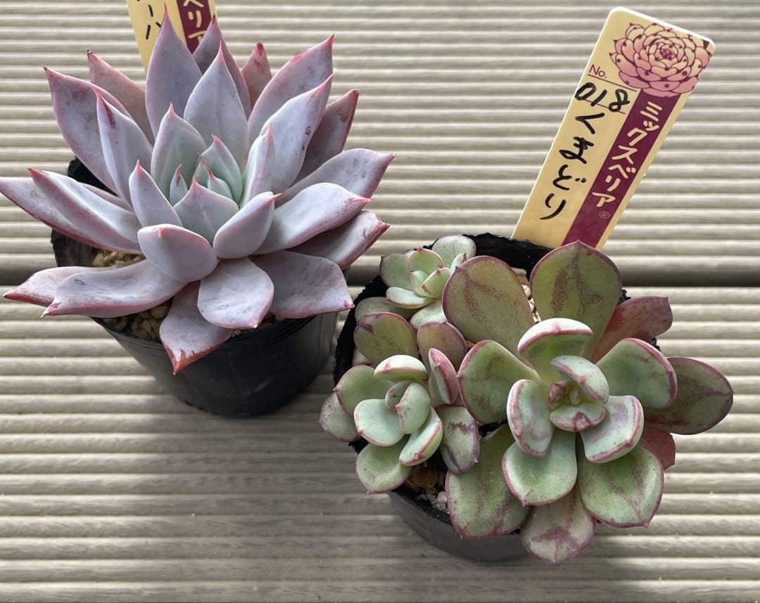 くまどり ブルーバニラ 札付き ミックスベリア 多肉植物
