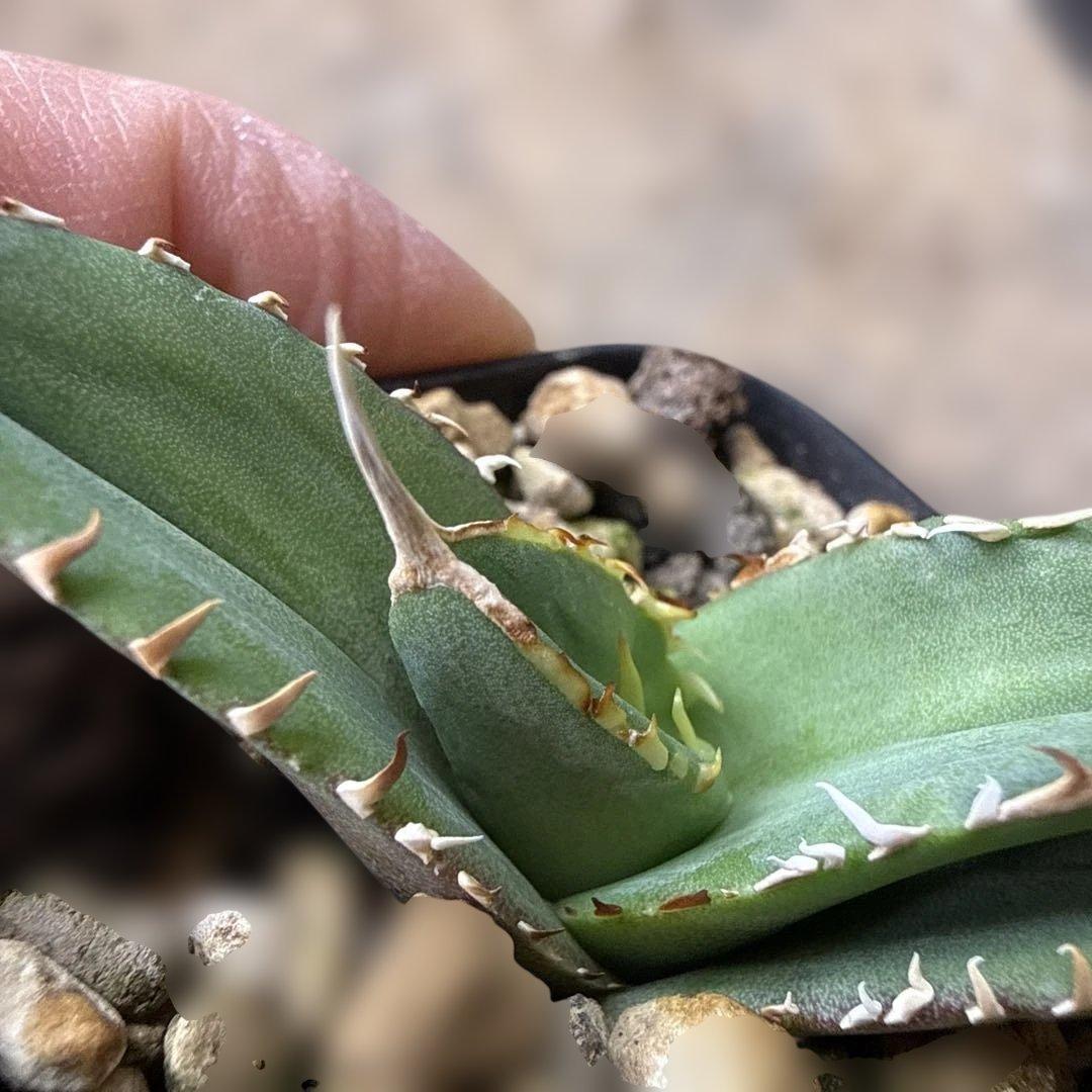 91 アガベ 青葉 オテロイ実生 選抜 チタノタ オアハカ ブルー - メルカリ