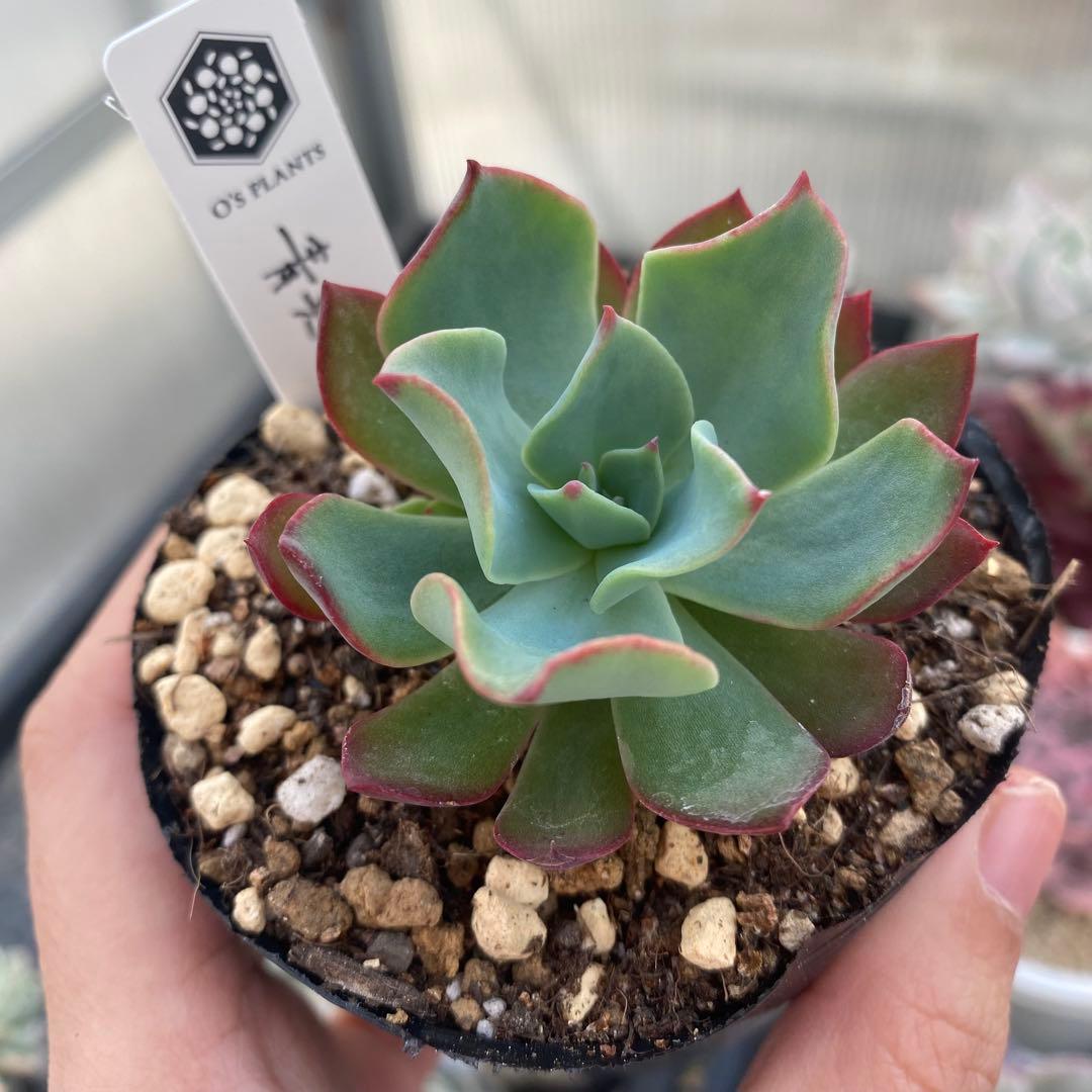 多肉植物　エケベリア　青典牡丹　オーズさん苗　札付き