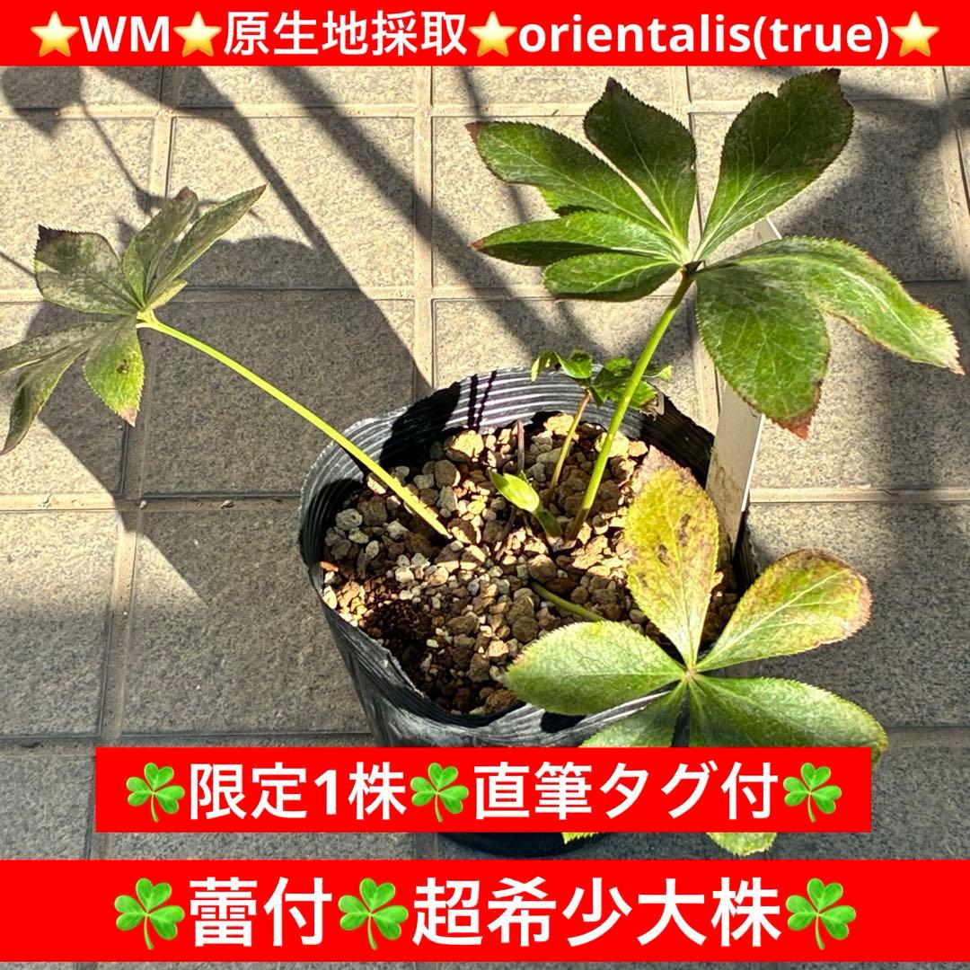 も*子様 ☘️限定1株☘️直筆タグ付☘️蕾付☘️大株☘️3388⭐️WM原生地採