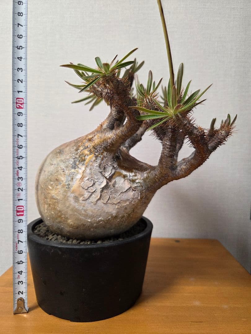 グラキリス　現地球　コレクション株　発根済み ボール状　高さ約20cm