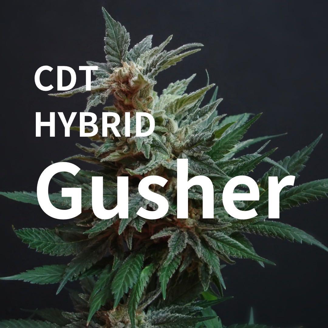 CDTテルペン 10ml