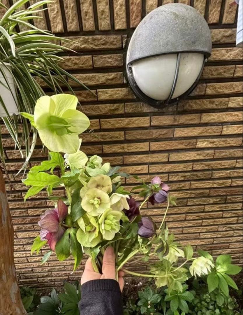 新春価格‼️クリスマスローズの苗、3苗セット ゆうパケットミニ便発送