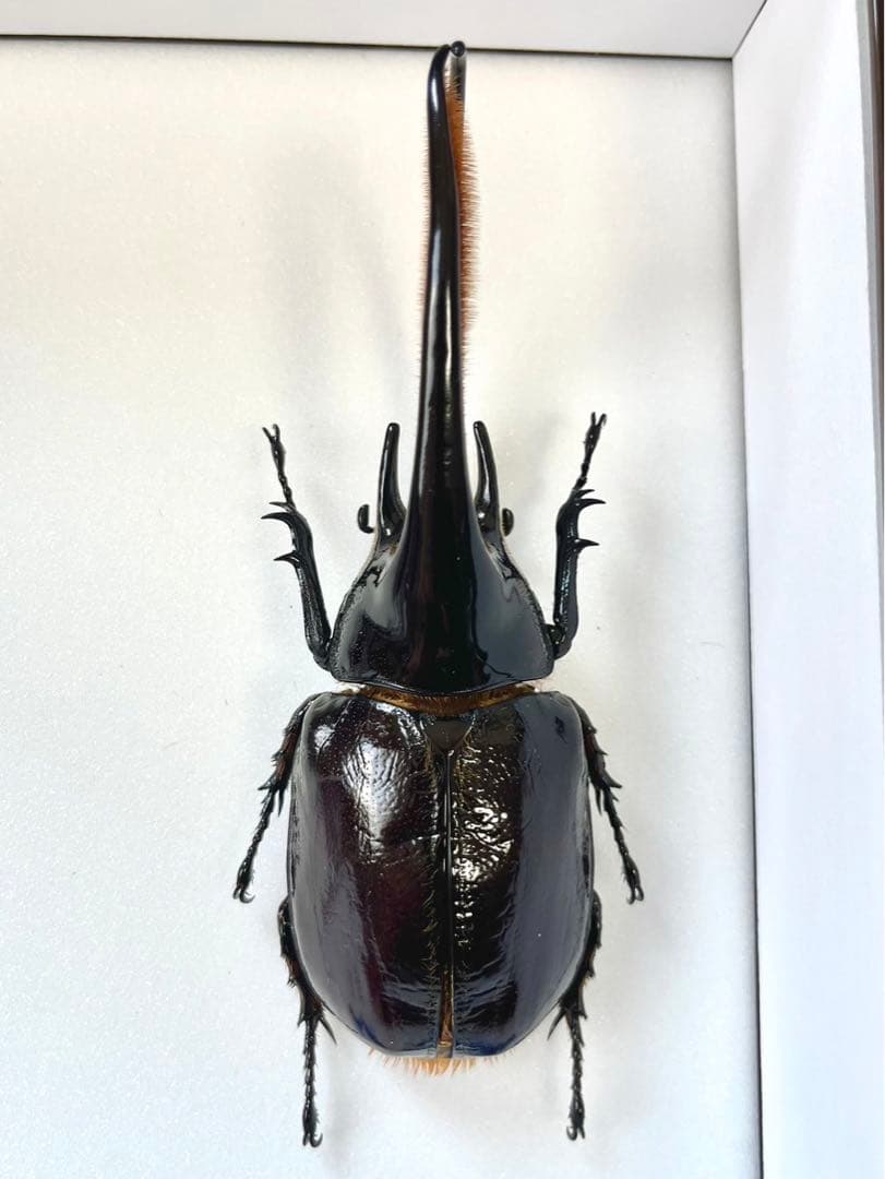 ネプチューンオオカブト 標本 131mm - メルカリ