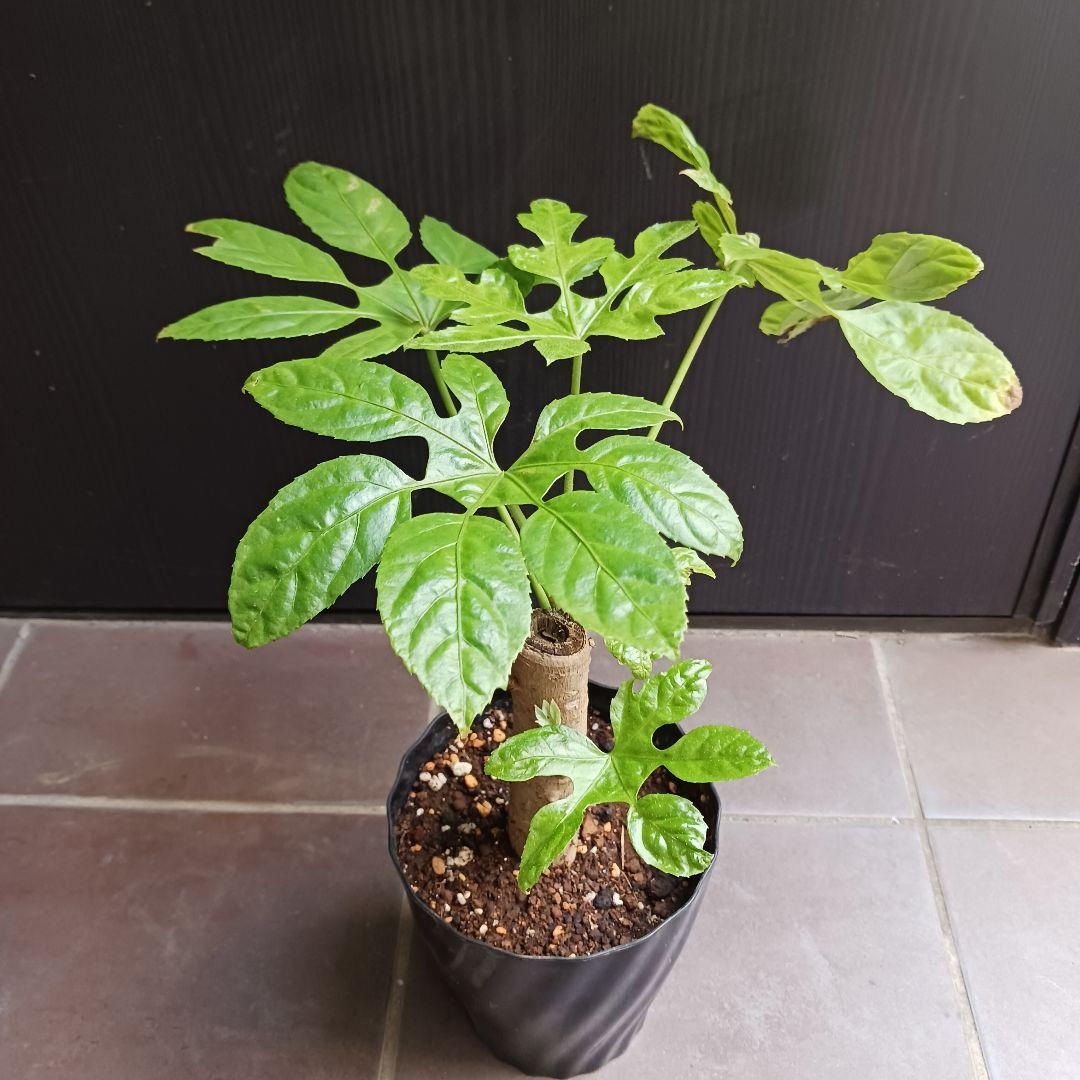 希少☆4 トラベシア トレベシア パルマータ 5号 観葉植物 レア植物