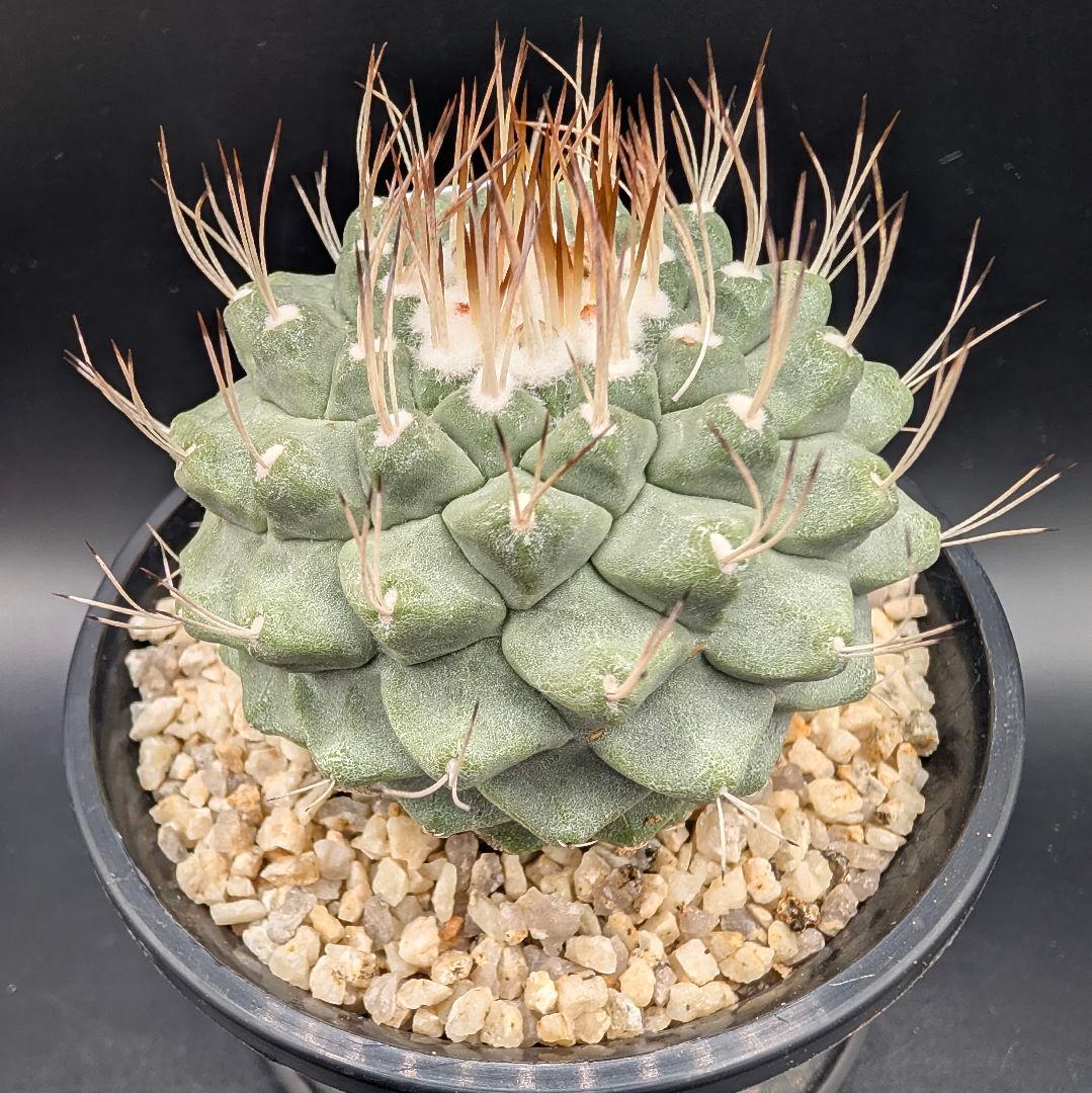 サ*生様 菊水 大型タイプ 実生 鉢植え メルカリ便送料込み