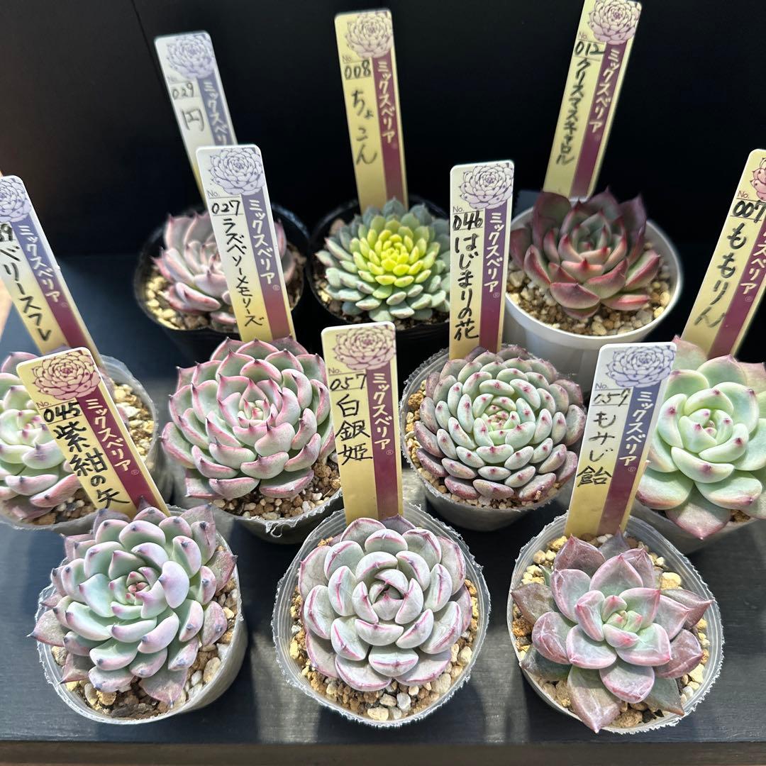 ア*サ様 おらいさん苗10点セット　まだまだ可愛いくなりますのでお楽しみに♡ 札