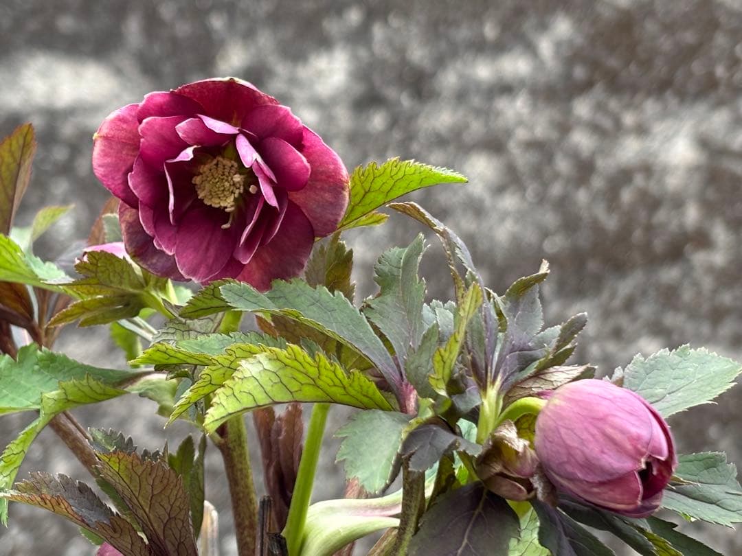 クリスマスローズ ddピンクベイン 広瀬園芸 6 - メルカリ