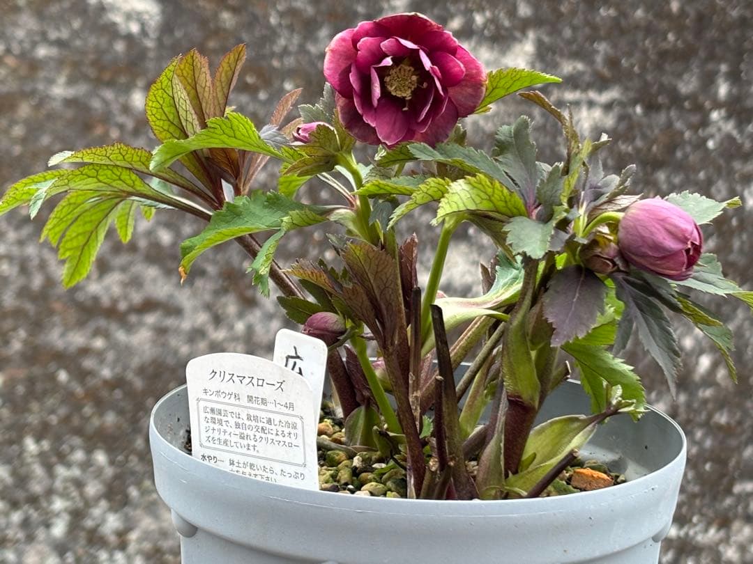 クリスマスローズ ddピンクベイン 広瀬園芸 6 - メルカリ